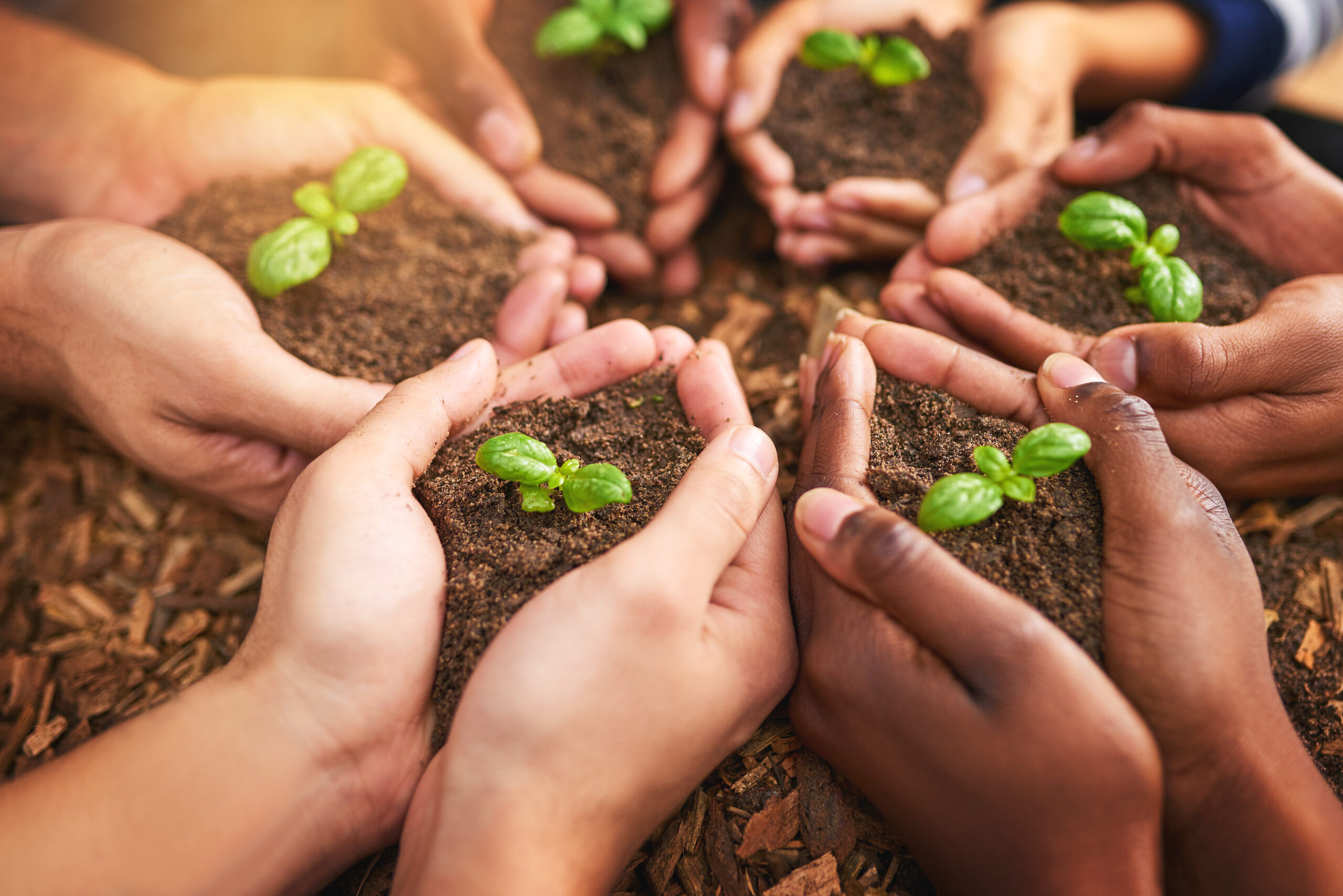 Nurturing Your Career Growth: From Seed to Tree